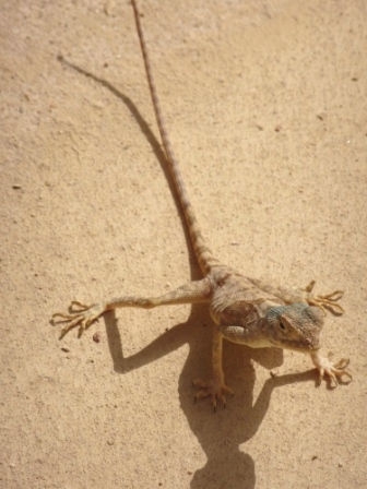 Sinai-Agame (Pseudotrapelus sinaitus) Sinai-Agame (Pseudotrapelus sinaitus)