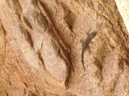 Gecko Gecko