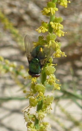 Fliege auf Blüte