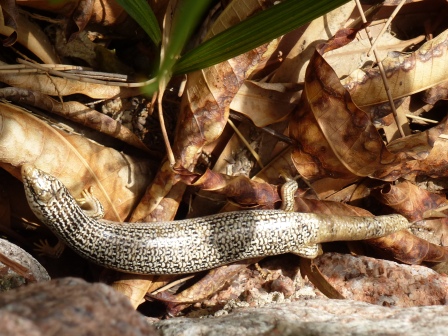 Skink Skink