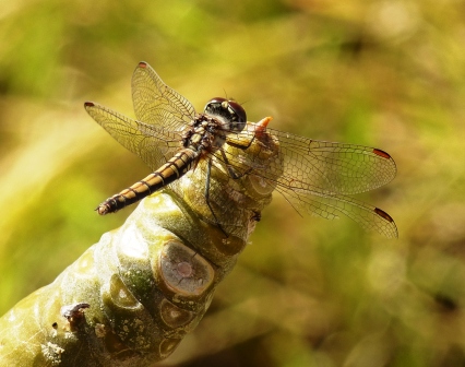 Libelle in der Wüste Libelle in der Wüste