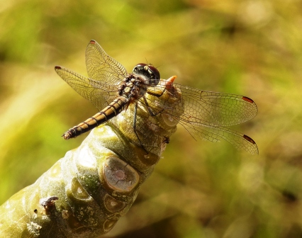 Libelle in der Wüste