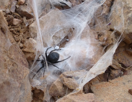 Spinne Spinne