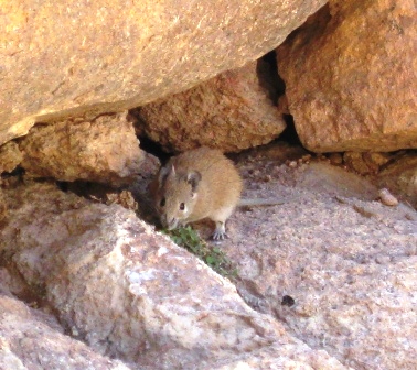Maus Maus