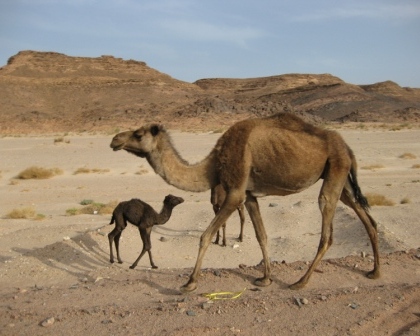 Kamele: Dromedare (Camelus dromedarius). Kamelstute mit Jungtieren Kamele: Dromedare (Camelus dromedarius). Kamelstute mit Jungtieren