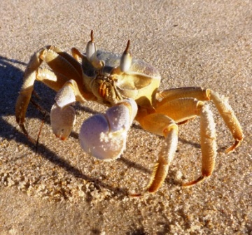 Krabbe am Strand