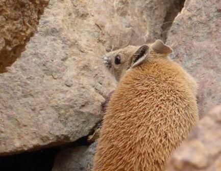 Stachelmaus im Sinai: Die Stachelmäuse (Acomys) haben auf dem Rücken Borstenhaare Stachelmaus im Sinai: Die Stachelmäuse (Acomys) haben auf dem Rücken Borstenhaare