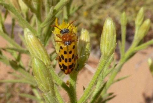 Käfer auf Safra (Iphiona scabra) Käfer auf Safra (Iphiona scabra)