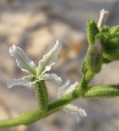 sehr kleiner Käfer auf kleiner weißer Blüte