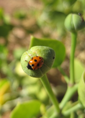 Marienkäfer auf Kapernknospe