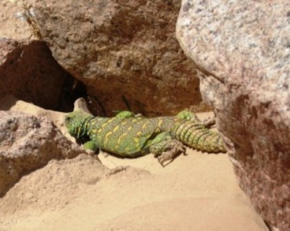 Dornschwanzagame (Uromastyx ornata)