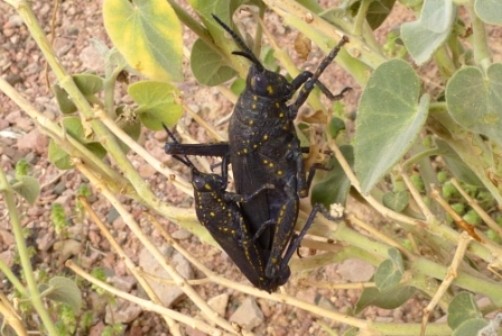 Paarung der Heuschrecken (Poekilocerus bufonius)