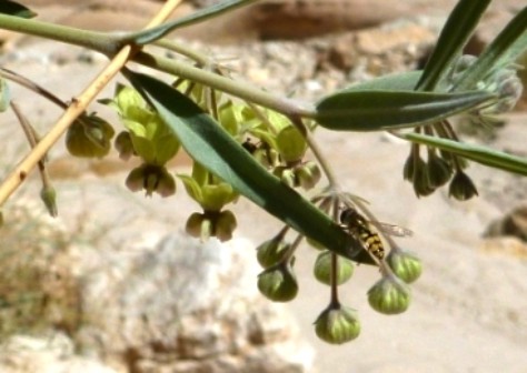 Schwebfliege auf Gomphocarpus sinaicus