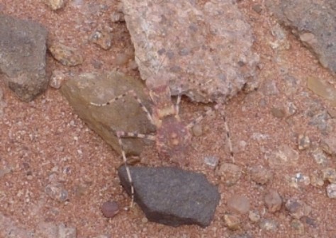 Fangschrecke (Mantodea) der Gattung Eremiaphila. Am Boden lebende Gottesanbeterin - Sicht von oben Fangschrecke (Mantodea) der Gattung Eremiaphila. Am Boden lebende Gottesanbeterin - Sicht von oben