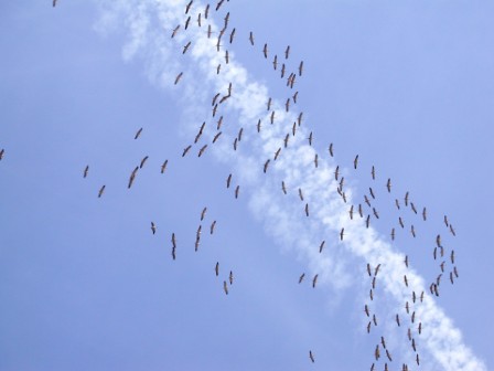 Tausende Störche, Kraniche, Adler und andere Greifvögel ziehen im Frühjahr und im Herbst über den Sinai Tausende Störche, Kraniche, Adler und andere Greifvögel ziehen im Frühjahr und im Herbst über den Sinai