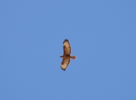 Bussard