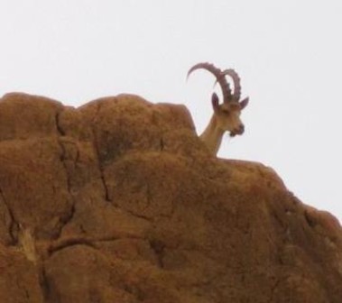 Steinbock Steinbock