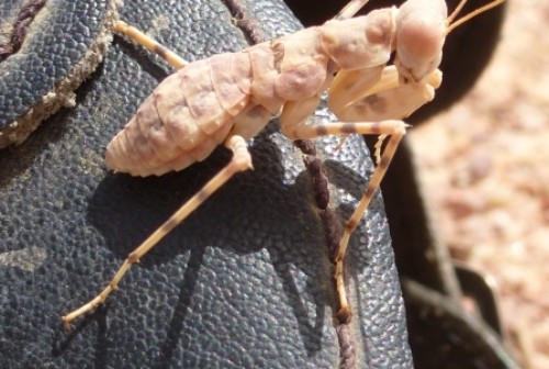 Fangschrecke (Mantodea) der Gattung Eremiaphila. Am Boden lebende Gottesanbeterin. Seitenansicht