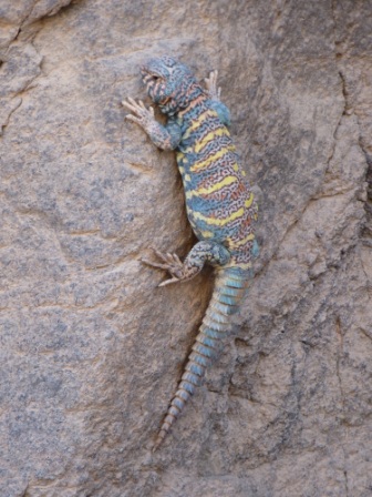 Dornschwanzagame (Uromastyx ornata)