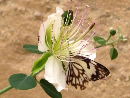 zerzauster Wanderweißling (Belenois aurota) auf Kapernblüte