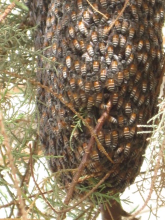 Bienenvolk in einer Tamariske