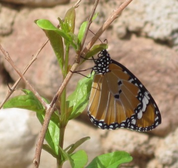 Kleiner Monarch (Danaus chrysippus) 