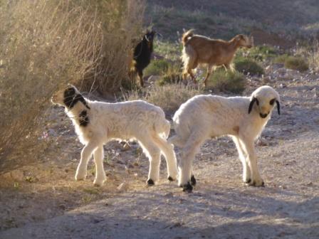 Schafe und Ziegen auf der Frühlingsweide in den Bergen