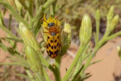 Käfer auf Safra (Iphiona scabra)