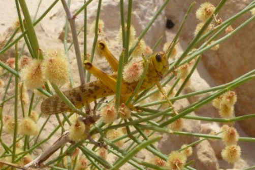 Wüstenheuschrecke (Schistocerca gregaria)