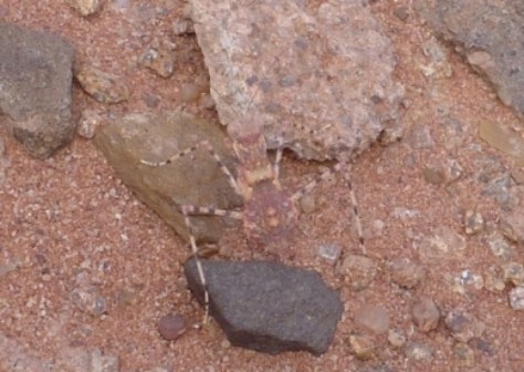 Fangschrecke (Mantodea) der Gattung Eremiaphila. Am Boden lebende Gottesanbeterin - Sicht von oben