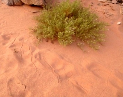 Schlangenspur im Sand