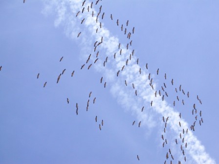 Tausende Störche, Kraniche, Adler und andere Greifvögel ziehen im Frühjahr und im Herbst über den Sinai